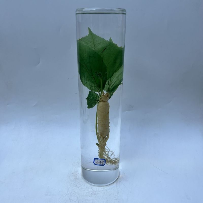 樹脂包埋-西洋參